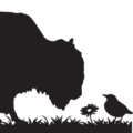 The Rusty Bison Boutique and Gifts